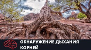 Обнаружение корневого давления Опыт