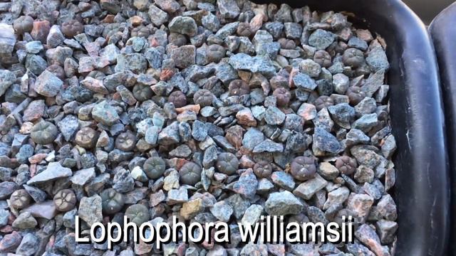 1 year and 3 month sowing update. Lophophora, Mammillaria, Escobaria смотреть онлайн