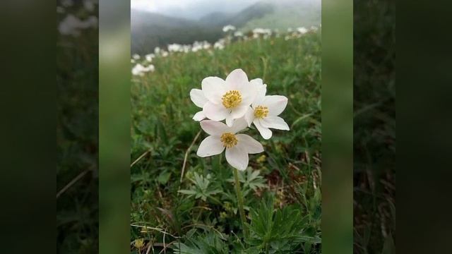 "Похід в Карпати" - заняття по природі для старшої групи смотреть онлайн