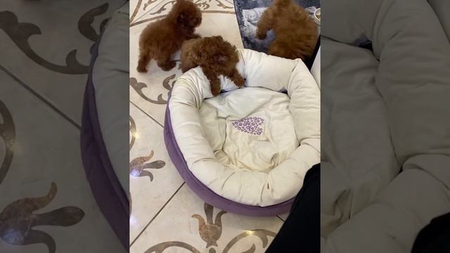 Pet Shop Teacup Puppies +79788401270 Inst TeacupTeddyPoodleHouse