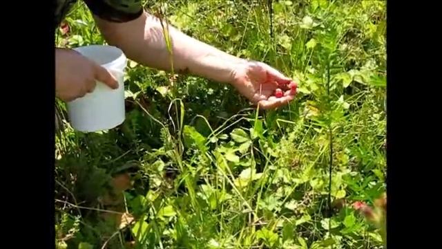 За полевой клубникой и кипреем смотреть онлайн