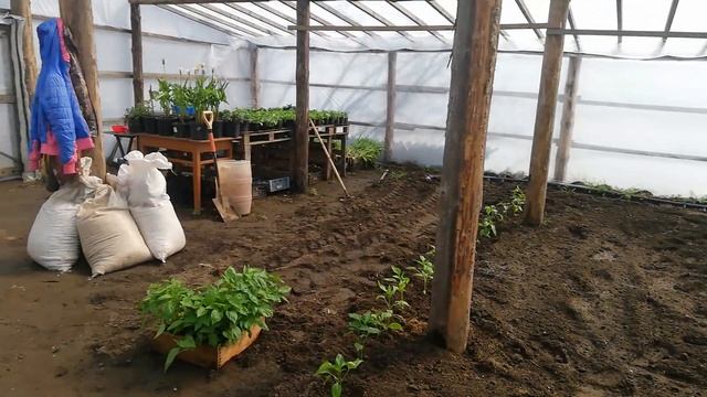 7 апреля 2022 год. обзор теплицы. Посадка огурцов Бьерн, Артист смотреть онлайн