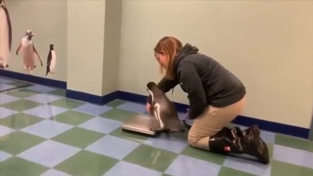 Взвешивание пингвинов смотреть онлайн