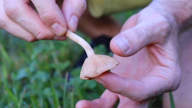 Forage the Forest: Ringless Honey Mushroom смотреть онлайн