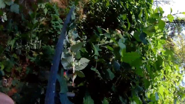 Einhell Arcurra Power-X-Change 18v Cordless Hedge Trimmer-part 1, Normal Hedge.