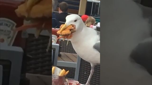 Seagull Eats Burger Sandwich Remains on Restaurant Table смотреть онлайн