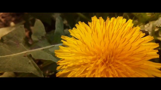 рыжая — утро (ukulele cover) смотреть онлайн