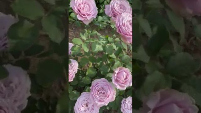 Princess Kaori ( Принцеса Каорі ) смотреть онлайн