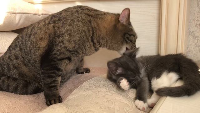 Вот что будет с теми, кто не дает поспать. Смотреть до конца! (ноябрь, 2018) смотреть онлайн