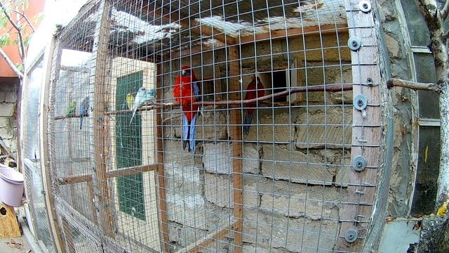 попугаи в вольерах // Розелла Пинантовая и Волнистые попугаи смотреть онлайн
