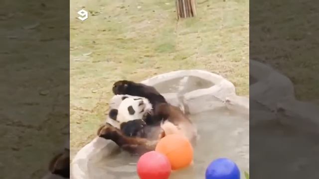 Позитивное видео про панд, такие смешные mp4 смотреть онлайн