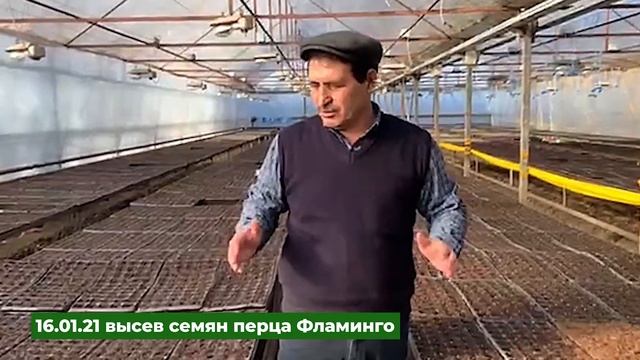 Первая часть. Перец Фламинго в весеннем обороте после огурца. Высев семян 16.01.2021 смотреть онлайн