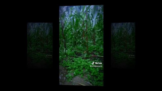 BETO SALAZAR - THE LAST OF THE MOHICANS & CHIQUITITA смотреть онлайн