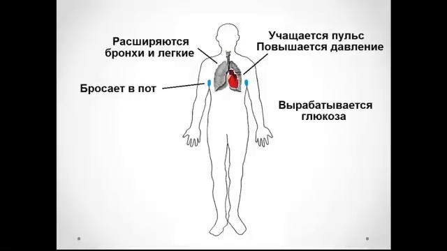 Панические атаки. Что происходит в организме. Видео