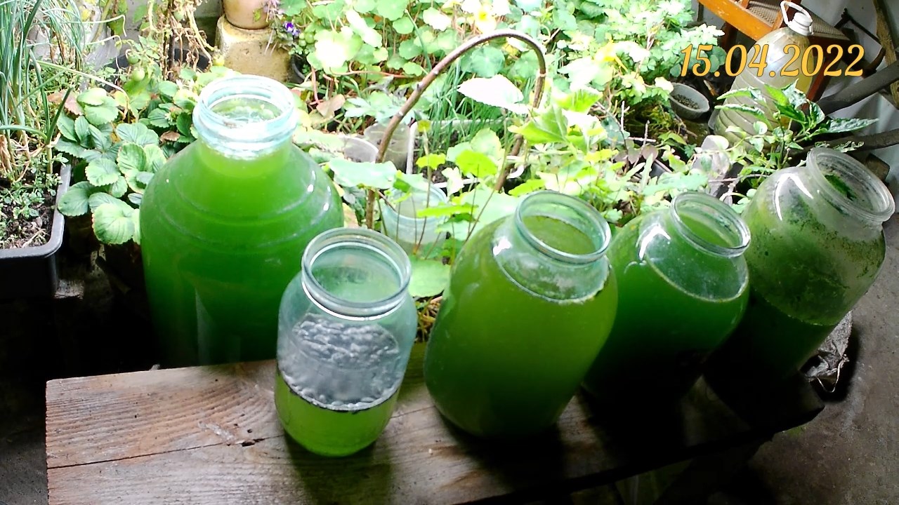 Выращивание хлореллы в домашних условиях на разной среде. Как и на чём быстро размножить хлореллу смотреть онлайн