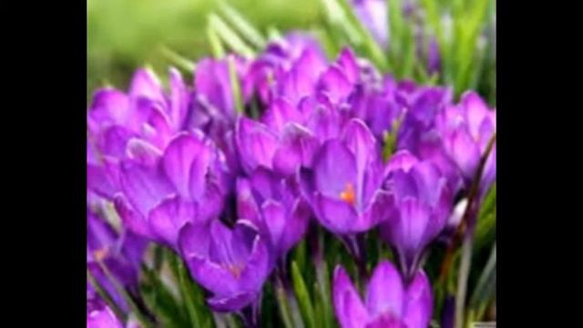 Milka - Super Tulipán 2 смотреть онлайн
