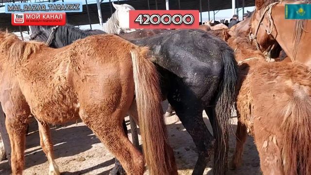 16.04.2023 Жылқы бағасы | Тараз мал базар | MAL BAZAR KZ | МАЛ БАЗАР |ЖЫЛҚЫЛАР БАҒАСЫ |АЙҒЫР ✅#айғы смотреть онлайн