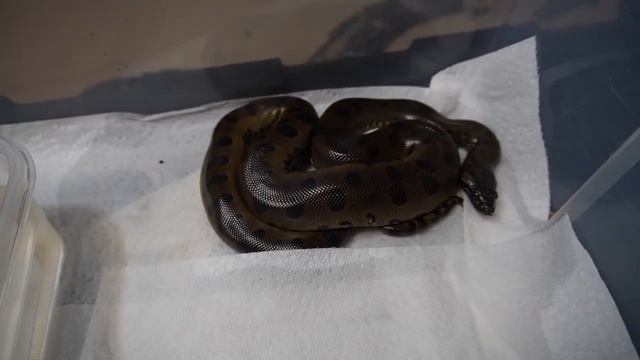 BABY Green Anaconda EATS RAT- Boa Constrictor and Ball Python UPDATES - Snakes / Reptiles / Pets смотреть онлайн