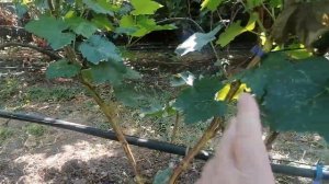 Виноград Шакира(Калугин В.М.) виноградник Король В. Н. 12. 09.23г. Краснодар