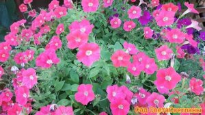 Июль.Мой красивый сад. КРАСИВЫЕ цветники своими руками.Красивая дача.Ландшафтный дизайн.