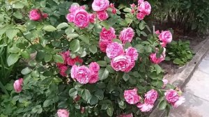 роза Леонардо да Винчи в моем саду