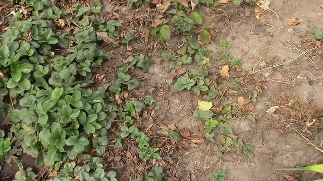 Как избавить клубнику от болезней. Обжигание клубники.