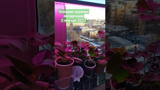 Осенние черенки пеларгонии 2 января 2023 смотреть онлайн