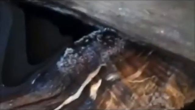 Customer review of Forest Organics Panellus Stipticus Glow-in-the-Dark Mushroom Habitat Kit. смотреть онлайн