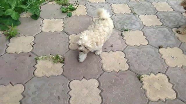 Мальтипу, мальчик смотреть онлайн
