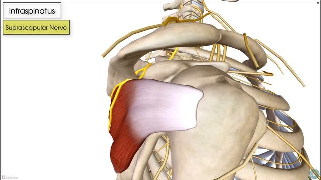 Infraspinatus | Muscle Anatomy смотреть онлайн