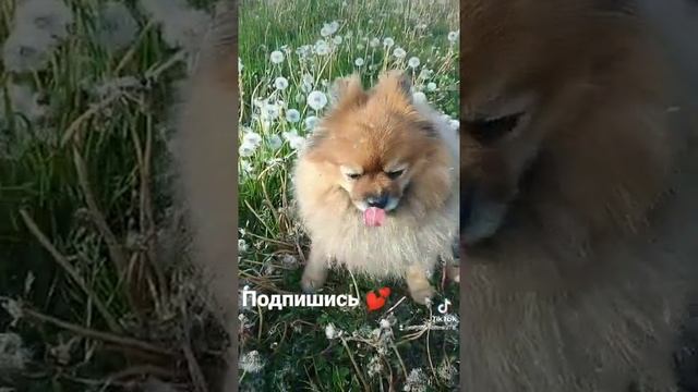 #собака #друг #дача #природа #приколы #тикток #tv #юмор ##like #love #lol #live #2022 смотреть онлайн