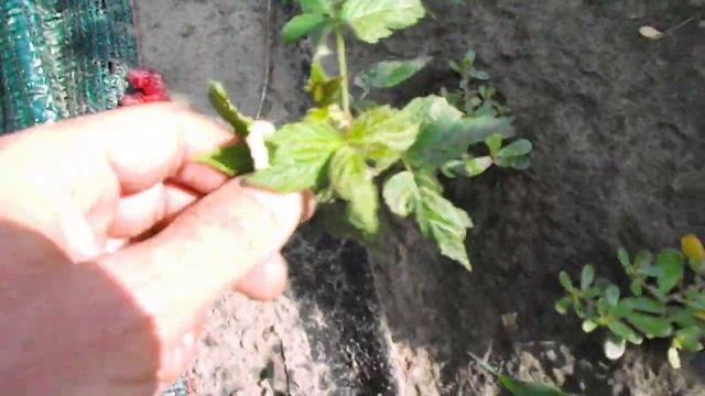 Малина Мапема хорошо дает поросль смотреть онлайн