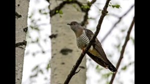 Звук кукушки