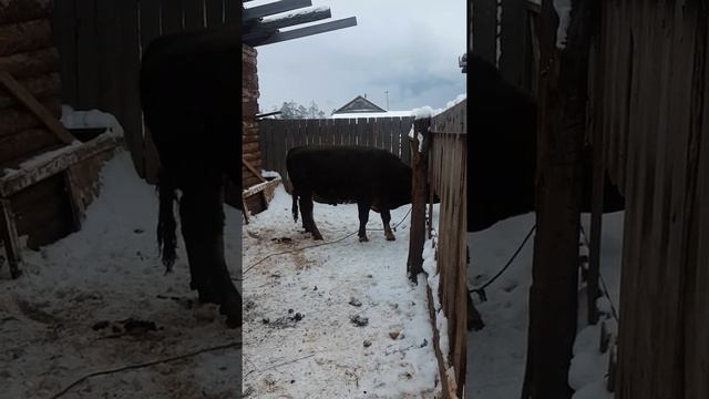 Большой бык 330 кг 1 год 8мес смотреть онлайн