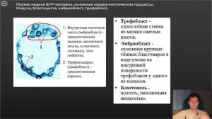 Гистология | ВНУТРИУТРОБНОЕ РАЗВИТИЕ. Неделя 1