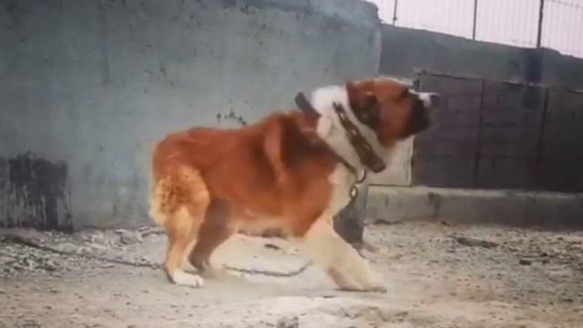 АЛАБАЙ смотреть онлайн