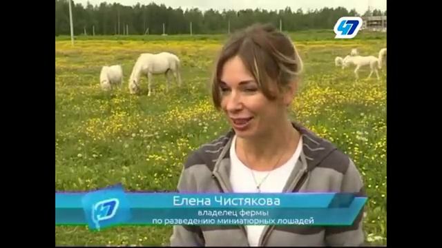 Жеребёнок из Ленинградской области может попасть в книгу рекордов Гиннеса смотреть онлайн