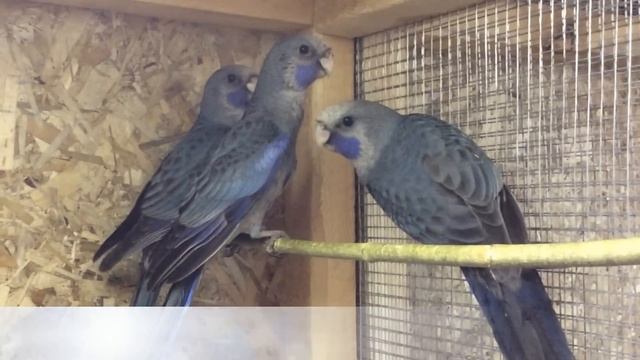 Розелла Пеннанта синяя (Rosella Blue) продажа оптом