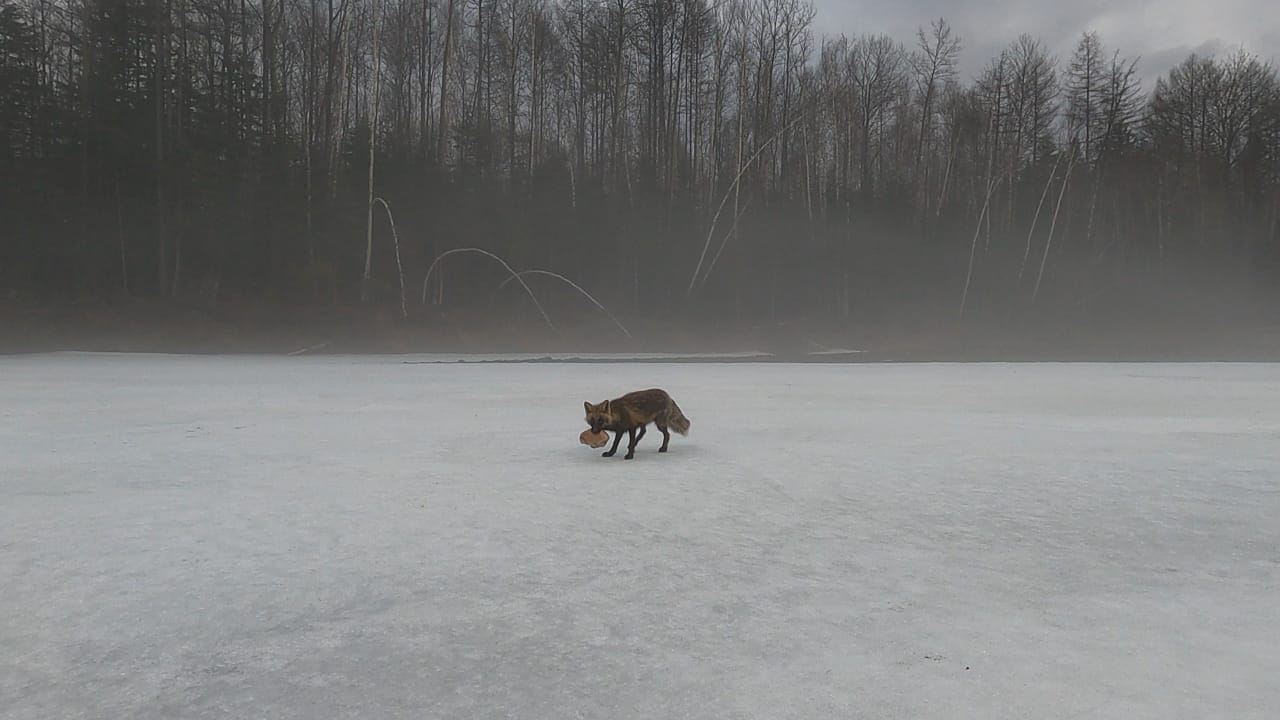Пришла Лиса. Рыбалка на горной реке Нимелен.