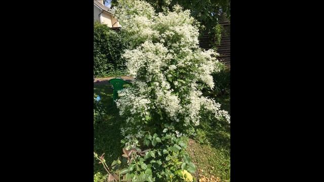 цветочная клумба смотреть онлайн