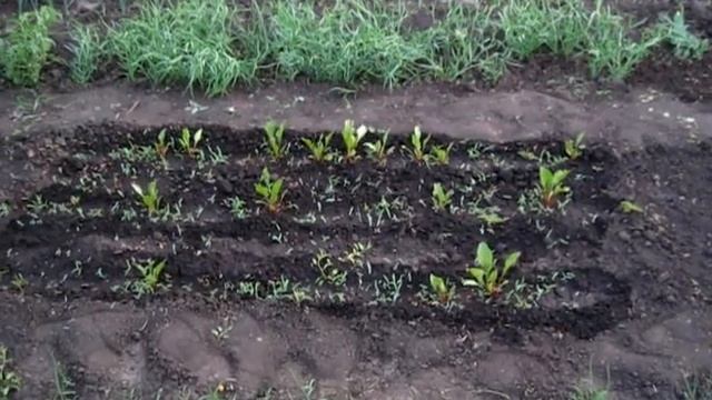 Свекла для винегрета, опять подсевали