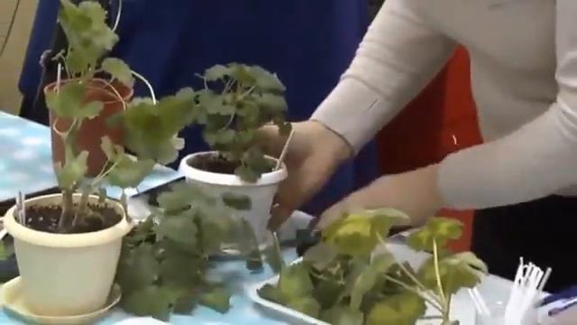Мастер класс Марины Калининой по обрезке и укоренению пеларгоний смотреть онлайн