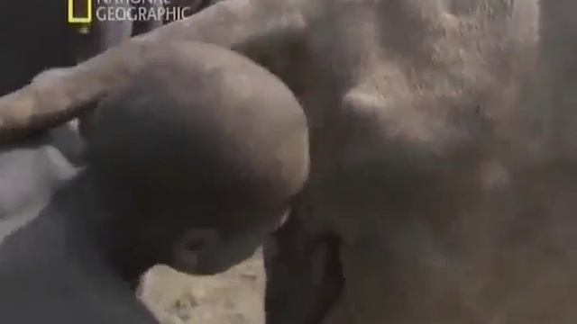 Возбуждение животных в Африке. смотреть онлайн