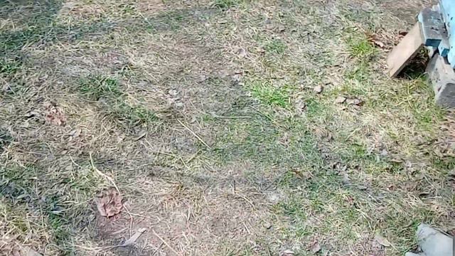 Даю пчёлам воду с перцем. Пчелиный телевизор. Хороший взяток с ивовых. смотреть онлайн