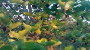 Особенности выращивания шелковицы