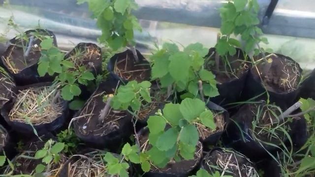 Фундук результат зимовки в пакетах смотреть онлайн