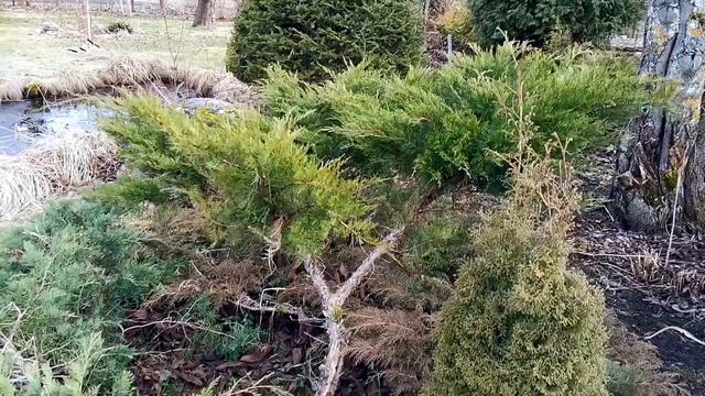 Орех Зибольда, микробиота, можжевельники, самшит, барвинок. Прогулка по нашему саду №5, смотреть онлайн