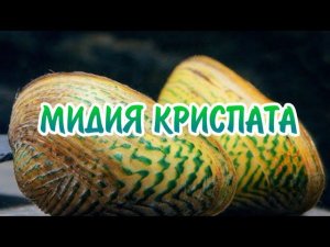 МИДИЯ УЗОРЧАТАЯ ИЛИ МИДИЯ КРИСПАТА. СОДЕРЖАНИЕ В АКВАРИУМЕ