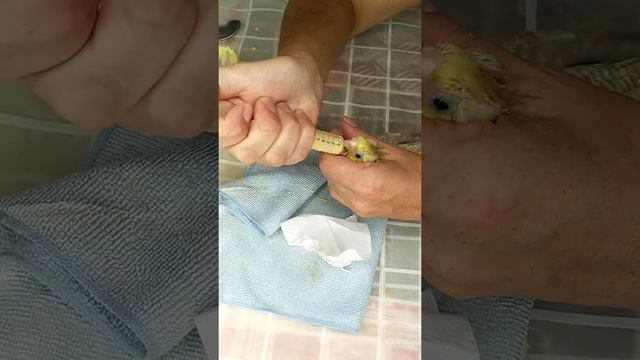 Наш попугайчик кушает только из шприца смотреть онлайн