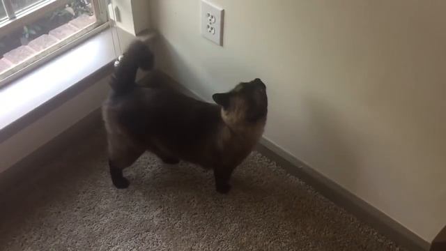 Умный кот, который умеет жестами сказать, что хочет ... =^..^= СИАМСКИЕ КОШКИ смотреть онлайн